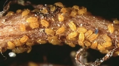 Filloxer winogron i metody radzenia sobie z nim